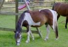 Ponywallach Pinto