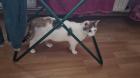 Katzen baby