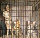 Traumhaft schöne Bengalkitten von BanBilar