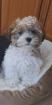 Shipoo Hündin
