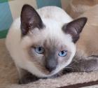 Siam / Thai Kitten Blue Point Babys Kätzchen