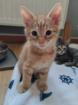 5 süße Kitten suchen ein liebevolles Zuhause