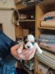 Biewer Yorkshire Terrier