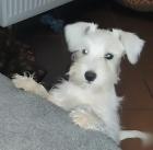 Zwerg/Toyschnauzer Hündin mit Pap.
