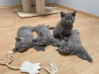 BKH Kitten Britisch Kurzhaar Katzenbabys Kitten